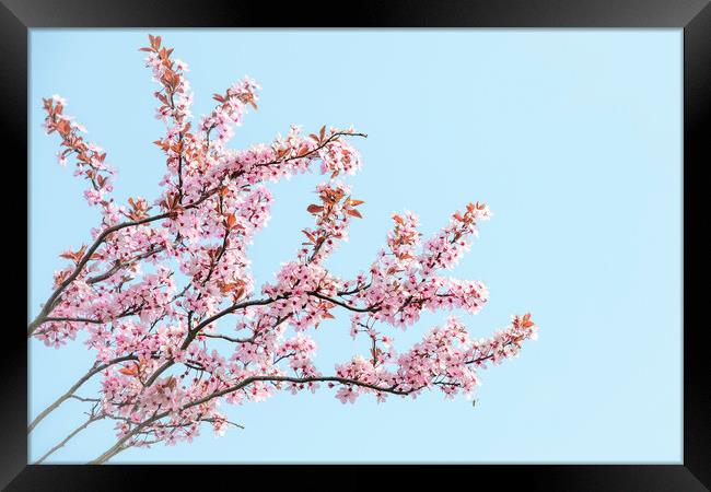 Cherry Blossom Tree Framed Print by Svetlana Sewell