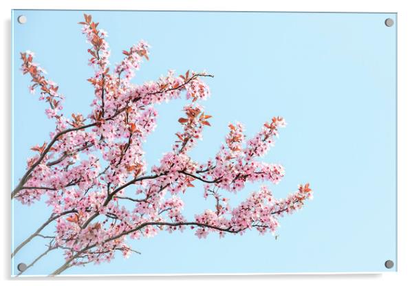 Cherry Blossom Tree Acrylic by Svetlana Sewell
