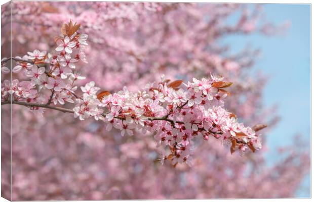 Abstract Cherry Blossom Branches Canvas Print by Svetlana Sewell