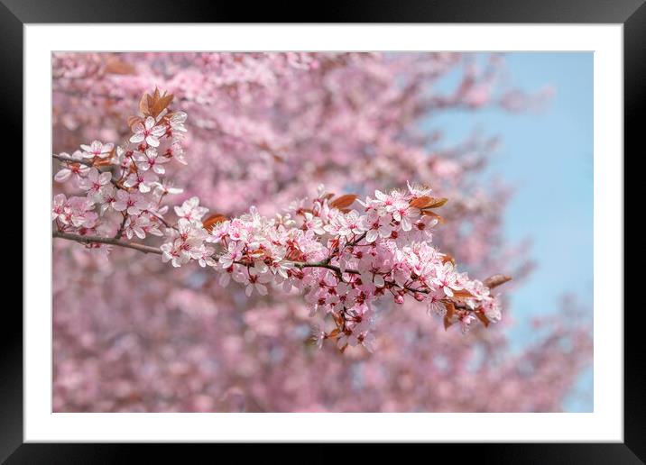 Abstract Cherry Blossom Branches Framed Mounted Print by Svetlana Sewell
