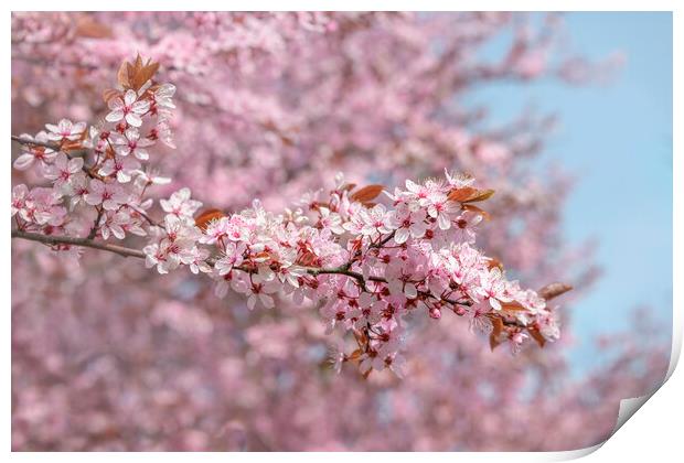 Abstract Cherry Blossom Branches Print by Svetlana Sewell