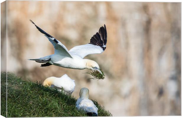 Northern gannet bring grass back to its nest Canvas Print by Jason Wells