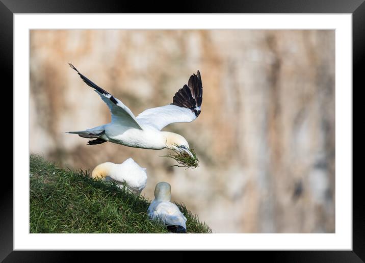 Northern gannet bring grass back to its nest Framed Mounted Print by Jason Wells