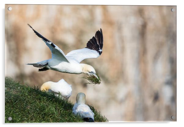 Northern gannet bring grass back to its nest Acrylic by Jason Wells