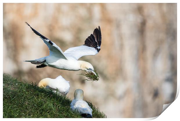 Northern gannet bring grass back to its nest Print by Jason Wells