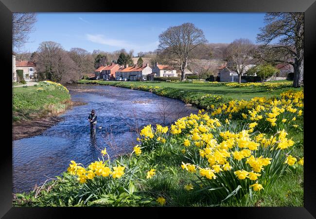 Spring Daffodils in Sinnington Framed Print by Richard Burdon