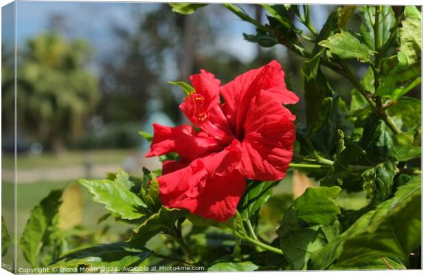 Red Hibiscus  Canvas Print by Diana Mower