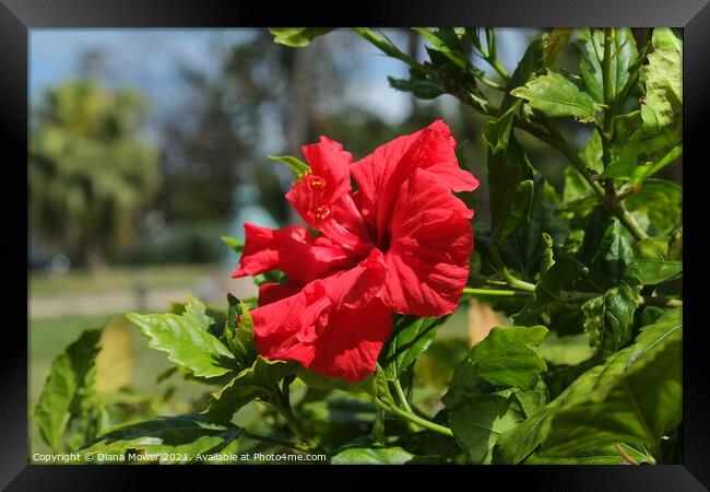 Red Hibiscus  Framed Print by Diana Mower