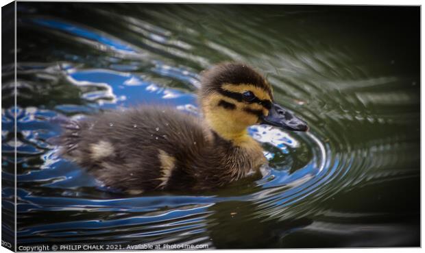 Duck swimming in water duckling  Canvas Print by PHILIP CHALK