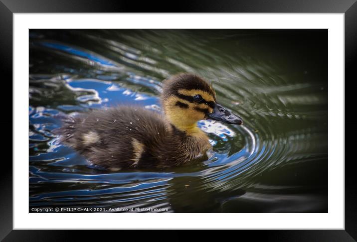Duck swimming in water duckling  Framed Mounted Print by PHILIP CHALK