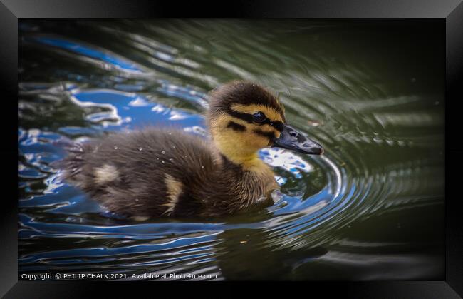 Duck swimming in water duckling  Framed Print by PHILIP CHALK