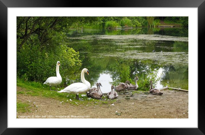 You have Had a Rest Back in the Water Framed Mounted Print by Allan Bell