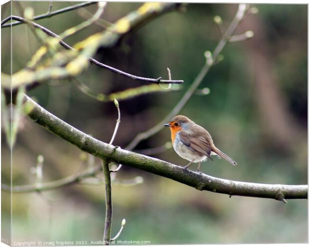 Springtime Robin Canvas Print by craig hopkins