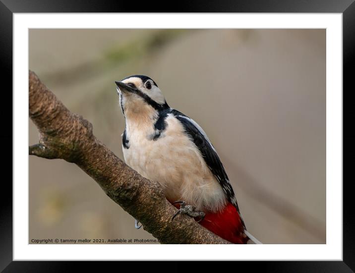 Majestic Woodpecker in its Natural Habitat Framed Mounted Print by tammy mellor