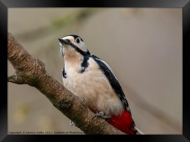 Majestic Woodpecker in its Natural Habitat Framed Print by tammy mellor