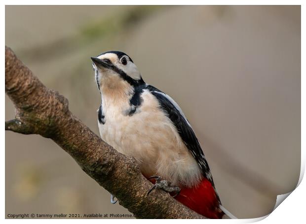 Majestic Woodpecker in its Natural Habitat Print by tammy mellor