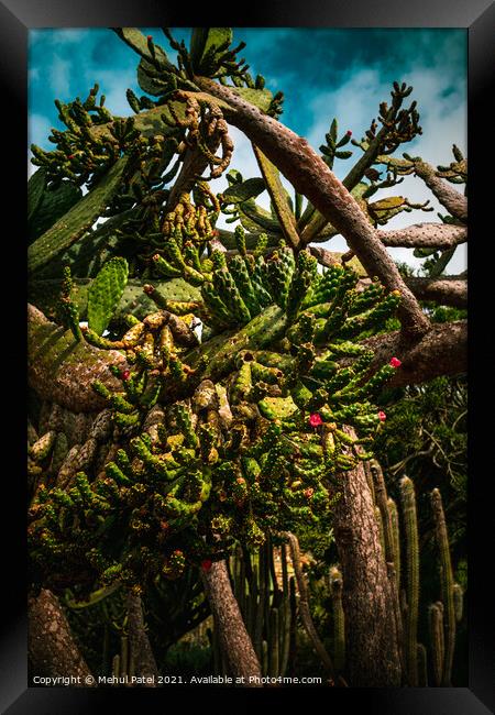 Cactus species Framed Print by Mehul Patel