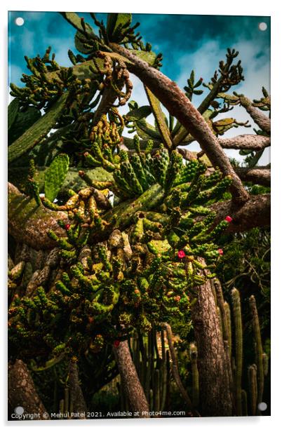 Cactus species Acrylic by Mehul Patel