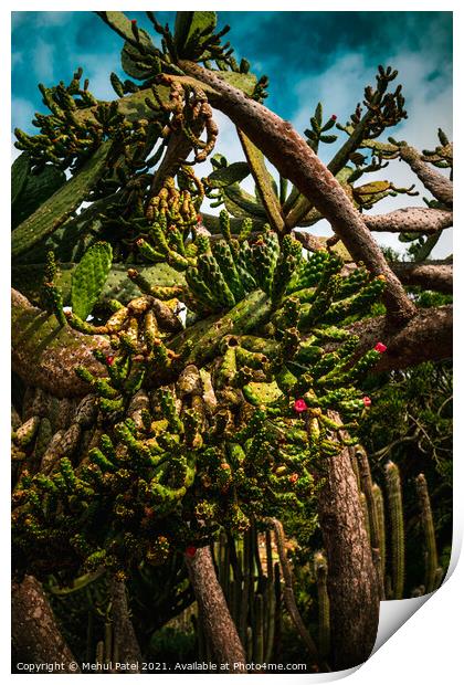Cactus species Print by Mehul Patel