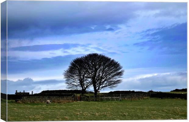 Moorland lone trees in winter Canvas Print by Roy Hinchliffe