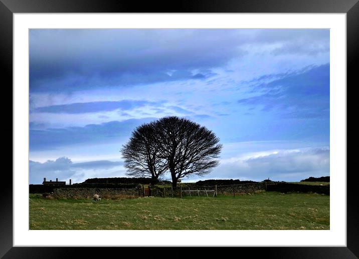 Moorland lone trees in winter Framed Mounted Print by Roy Hinchliffe