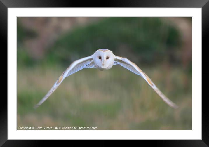 Barn Owl ( in flight ) Framed Mounted Print by Dave Burden