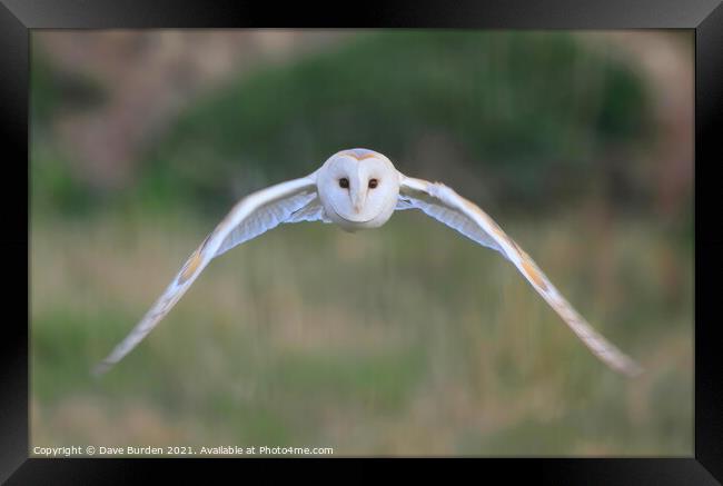 Barn Owl ( in flight ) Framed Print by Dave Burden
