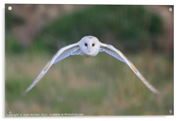 Barn Owl ( in flight ) Acrylic by Dave Burden