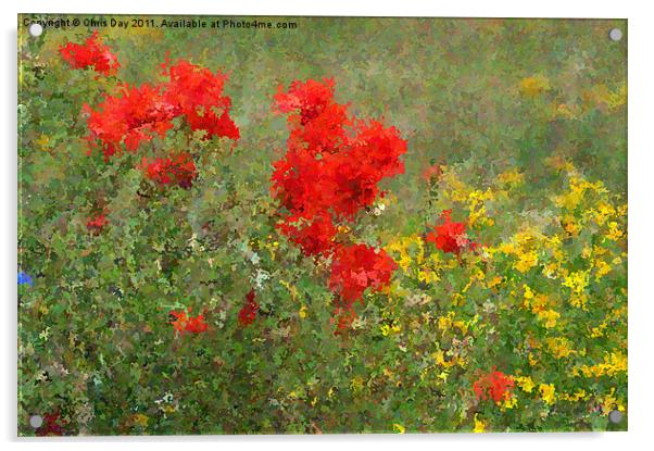 Impressionist Poppies Acrylic by Chris Day