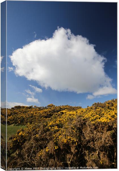 Cloud above yellow gorse Canvas Print by Alister Firth Photography