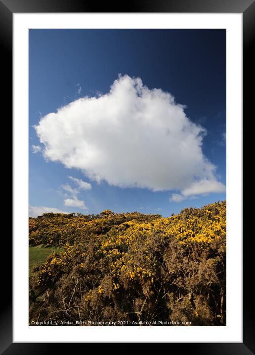 Cloud above yellow gorse Framed Mounted Print by Alister Firth Photography