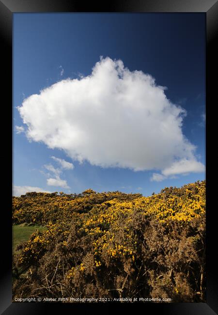 Cloud above yellow gorse Framed Print by Alister Firth Photography