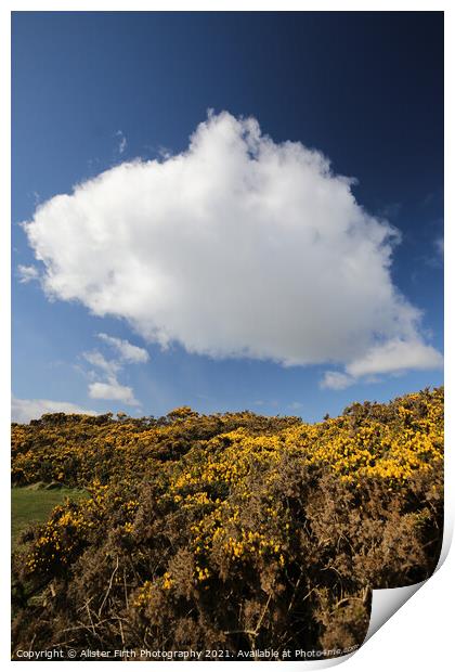 Cloud above yellow gorse Print by Alister Firth Photography