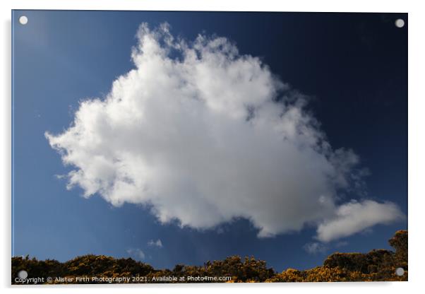 Cloud above yellow gorse Acrylic by Alister Firth Photography
