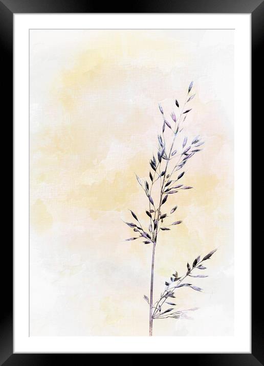 Photo art, Bristle oat, Avena strigosa Framed Mounted Print by Hugh McKean