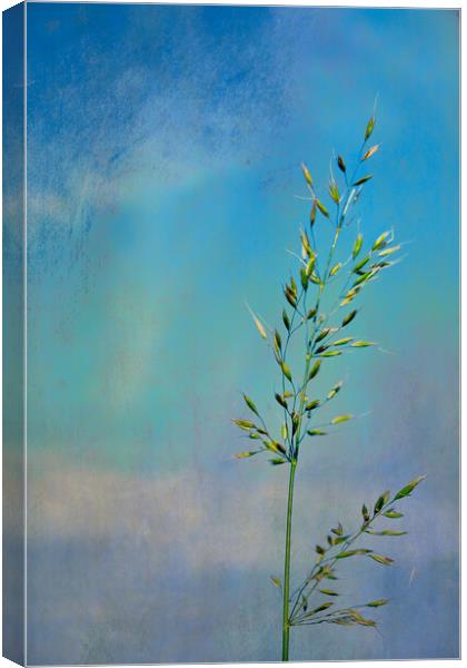 Photo art, Bristle oat (Avena strigosa) Canvas Print by Hugh McKean