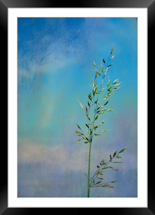 Photo art, Bristle oat (Avena strigosa) Framed Mounted Print by Hugh McKean