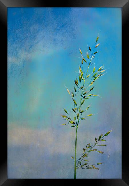 Photo art, Bristle oat (Avena strigosa) Framed Print by Hugh McKean