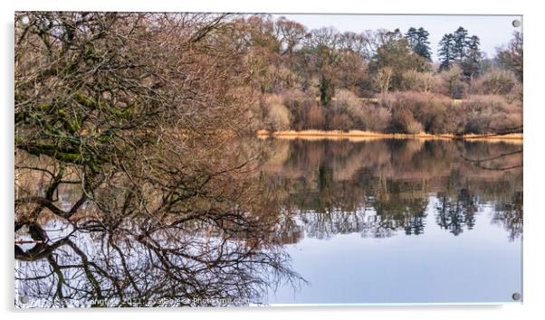 Bassenthwaite Lake reflections  Acrylic by Phil Longfoot
