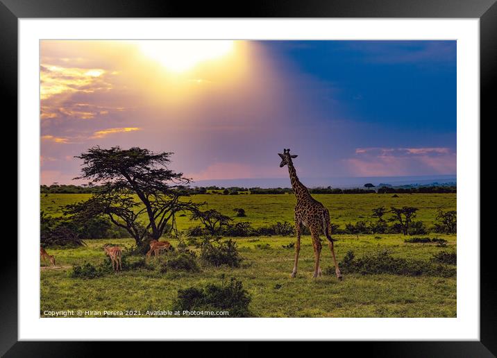 Giraffe takes in the sunset, Masai Mara, Kenya Framed Mounted Print by Hiran Perera