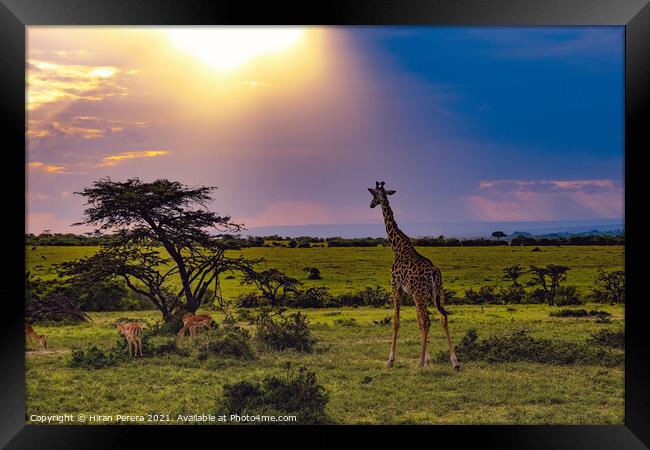 Giraffe takes in the sunset, Masai Mara, Kenya Framed Print by Hiran Perera