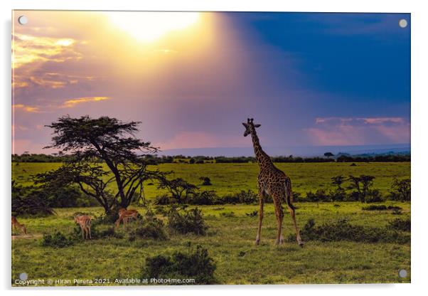 Giraffe takes in the sunset, Masai Mara, Kenya Acrylic by Hiran Perera