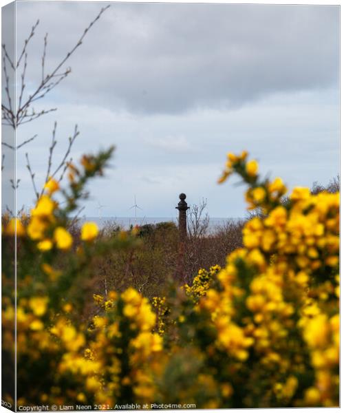 Caldy Golden Gorse Canvas Print by Liam Neon