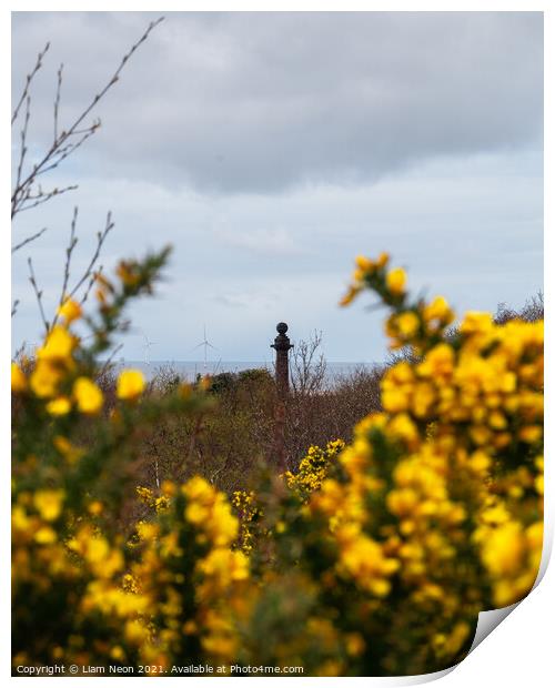 Caldy Golden Gorse Print by Liam Neon