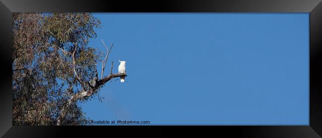 Sulphur Crested Cockatoo, Canberra, Australia Framed Print by Steven Ralser