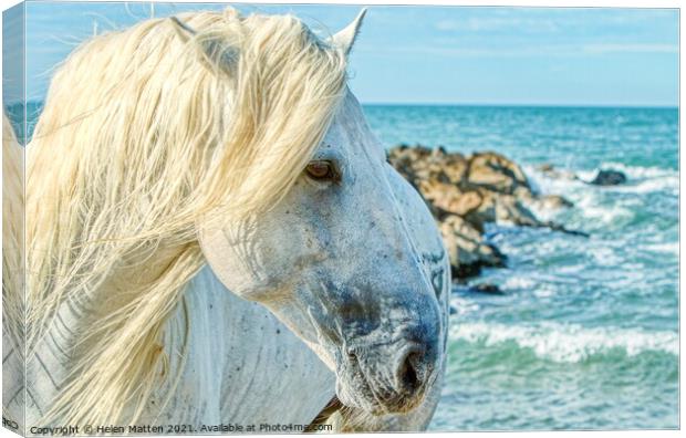 A Camargue Stallion by the Sea Canvas Print by Helkoryo Photography