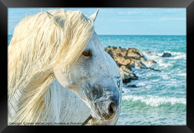 A Camargue Stallion by the Sea Framed Print by Helkoryo Photography