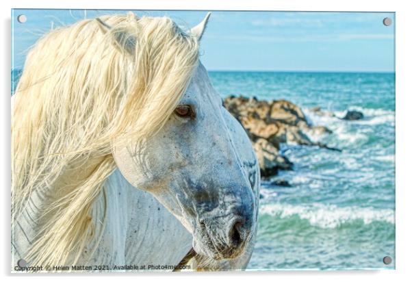 A Camargue Stallion by the Sea Acrylic by Helkoryo Photography