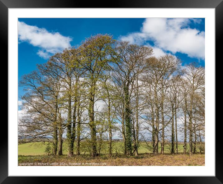 Wycliffe Sycamores  Framed Mounted Print by Richard Laidler