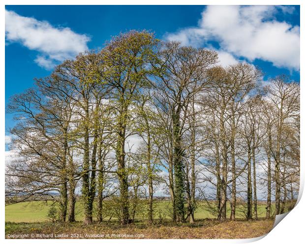 Wycliffe Sycamores  Print by Richard Laidler